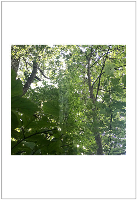 Neighbor's Woods 4, 2020, photography, 28 x 23 in. / 71.12 x 58.42 cm.