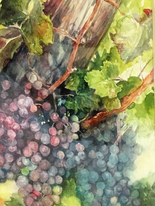 On the Vine, 2017, watercolor, 21 x 17 in. / 53.34 x 43.18 cm.