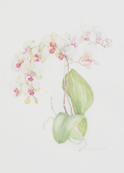 Orchidacea, 2012, watercolor, 27 x 23 in. / 68.58 x 58.42 cm.