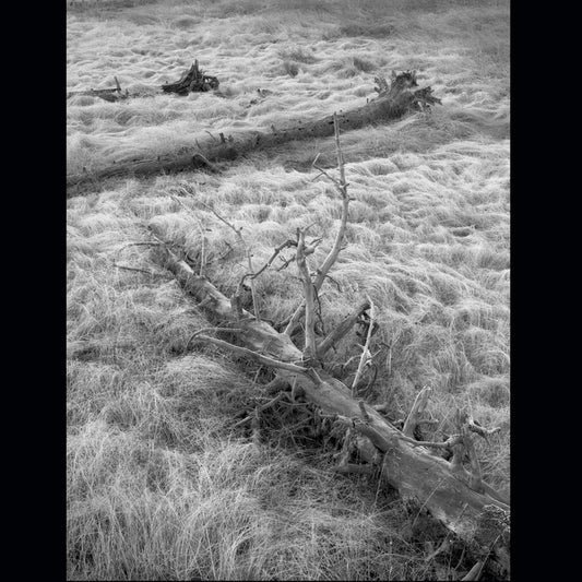 Morning Frost Yellowstone, 2011, silver gelatin photograph, 28 x 22 in. / 71.12 x 55.88 cm.