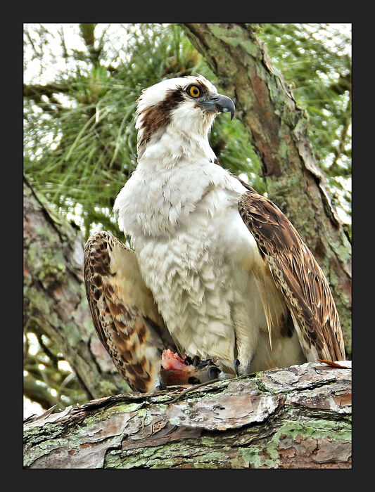 Osprey with Lunch at St. Marks Lighthouse, 2023, photography, 21 x 16 in. / 53.34 x 40.64 cm.