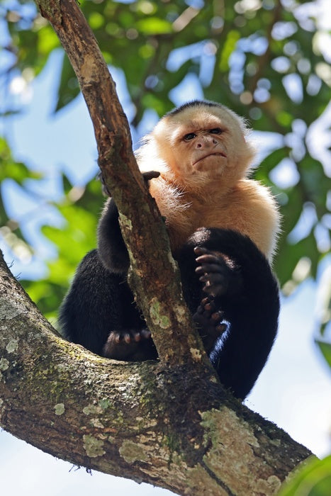 Panamanian White-Faced Capuchin, 2023, photography, 19 x 13 in. / 48.26 x 33.02 cm.