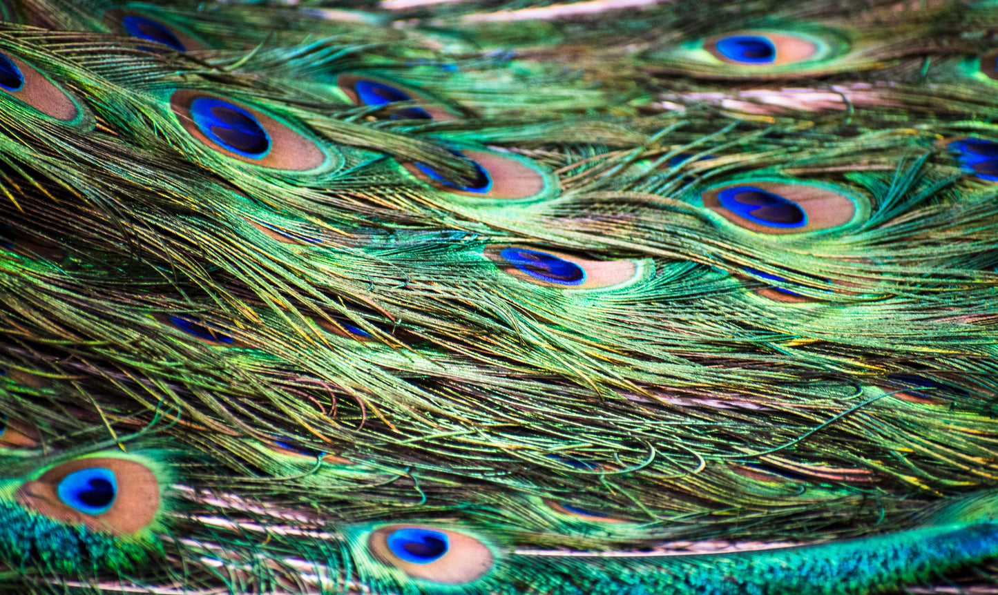 Peacock Feathers, 2024, digital print on metallic paper, 8 x 12 in. / 20.32 x 30.48 cm.