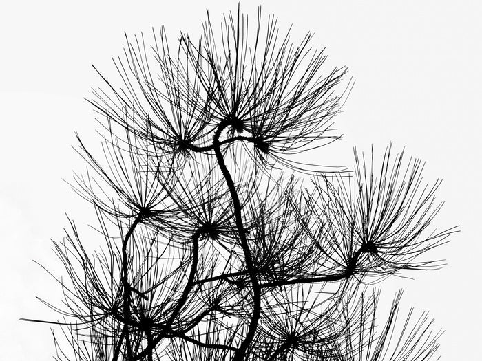 Pine Needles in Notan, 2019, aluminum metal plate photography, 14 x 11 in. / 35.56 x 27.94 cm.
