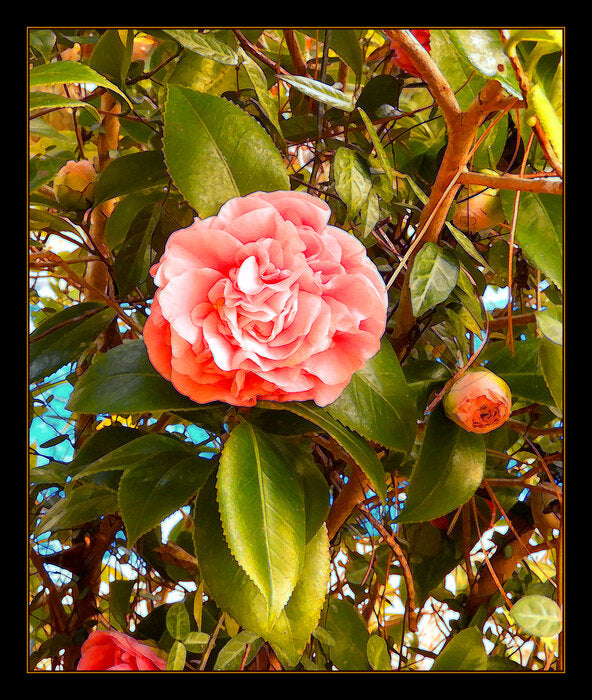 Pink Camelia, 2022, photography, 26 x 22 in. / 66.04 x 55.88 cm.