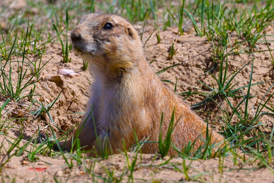 Prairie Dog, 2023, photography, 13 x 19 in. / 33.02 x 48.26 cm.