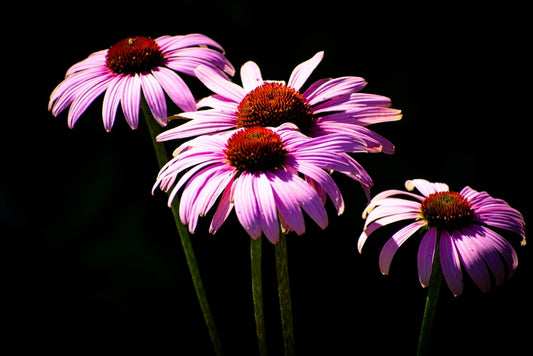 Purple Glory, 2023, photography, 17 x 22 in. / 43.18 x 55.88 cm.