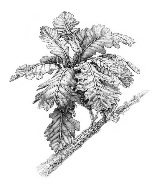 Quercus Albinus, 2023, ink on paper, 20 x 16 in. / 50.8 x 40.64 cm.