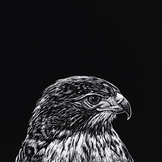 Red-Tailed Hawk, 2023, scratchboard, 3.5 x 3.5 in. / 8.89 x 8.89 cm.