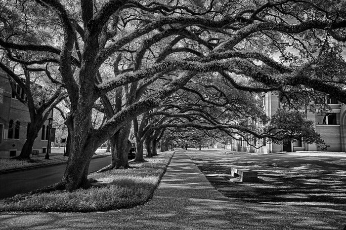 Rice University Tree Tunnels, 2022, aluminum metal print photography, 9 x 14 in. / 22.86 x 35.56 cm.