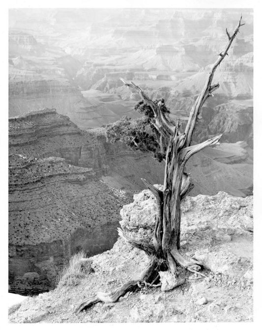 RIM TREE, MORAN POINT, 2012, fiber-based silver halide print, 30 x 24 in. / 76.2 x 60.96 cm.