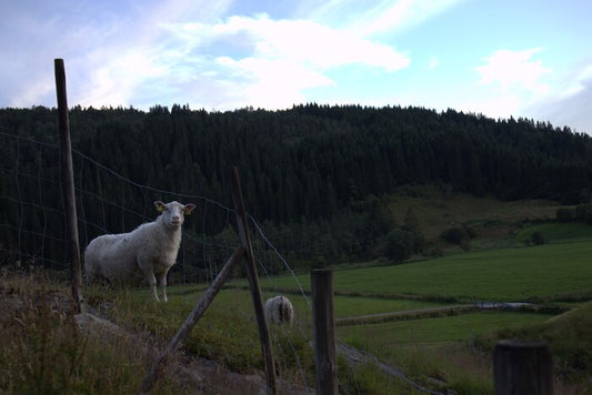 Sheep on the Farm, 2023, digital photography, 80.32 x 53.6 in. / 204 x 136.1 cm.