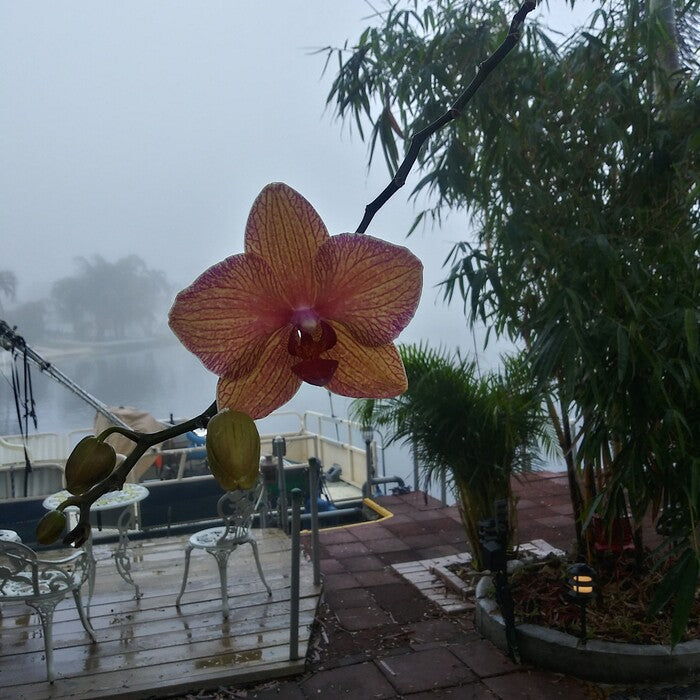 Single Orchid in the Fog, 2017, photography, 18 x 24 in. / 45.72 x 60.96 cm.