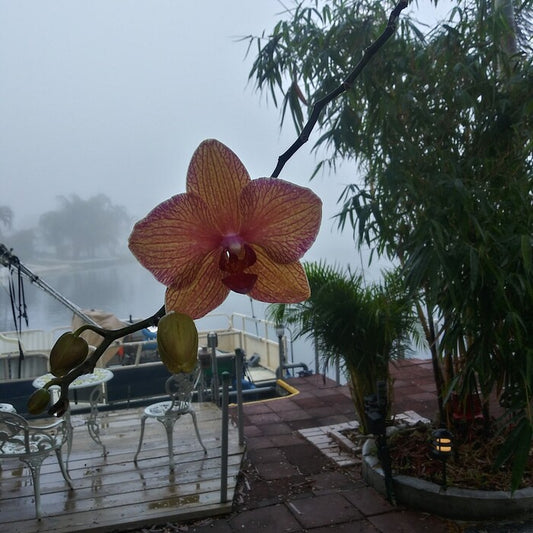 Single Orchid in the Fog, 2017, photography, 18 x 24 in. / 45.72 x 60.96 cm.