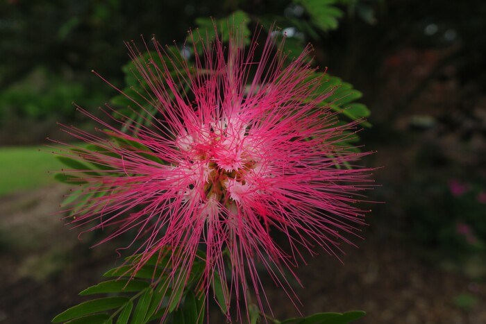 Single Red Star Bloom, 2023, photography, 18 x 24 in. / 45.72 x 60.96 cm.