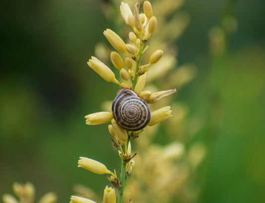 Snail's Pace, 2024, digital print on metallic paper, 8 x 12 in. / 20.32 x 30.48 cm.