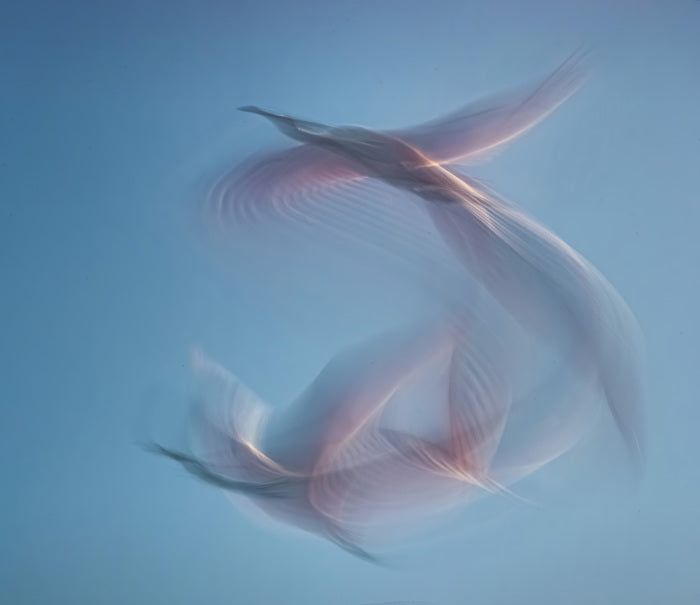 Soaring, 2022, photograph on aluminum, 30 x 30 in. / 76.2 x 76.2 cm.