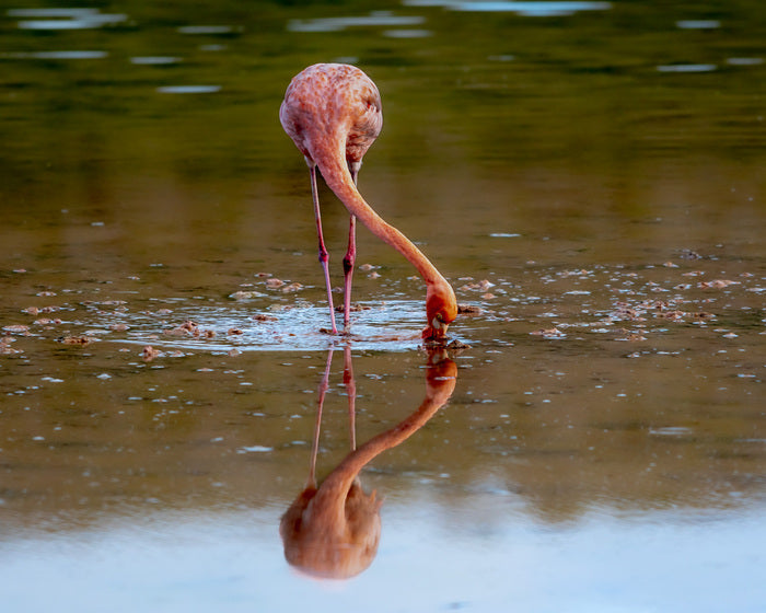 Southern Reflections, 2023, photography, 11 x 14 in. / 27.94 x 35.56 cm.