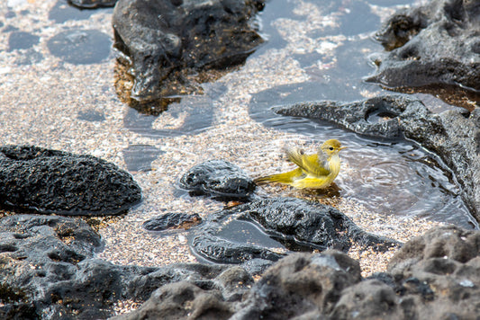 Splashing Clean, 2019, photography, 16 x 20 in. / 40.64 x 50.8 cm.