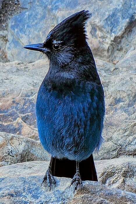 Steller’s Jay Banff, 2023, canvas, 24 x 18 in. / 60.96 x 45.72 cm.