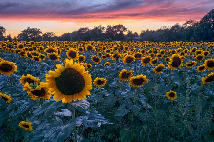 Sunflower Sets, 2022, photograph on aluminum, 24 x 36 in. / 60.96 x 91.44 cm.