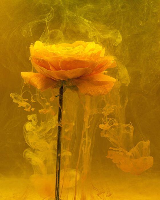 From the Series Submerged: Sunny Ranunculus, 2021, photography, 20 x 16 in. / 50.8 x 40.64 cm.