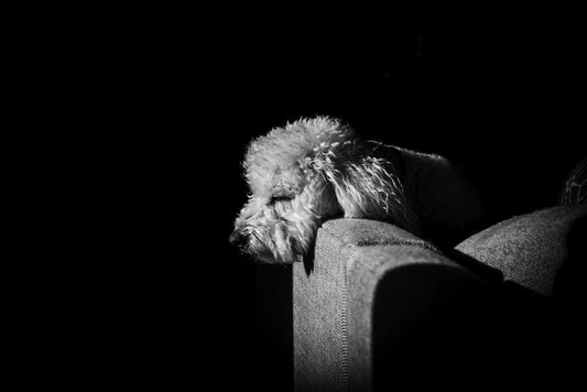Sunseeker, 2023, photography, 12 x 18 in. / 30.48 x 45.72 cm.
