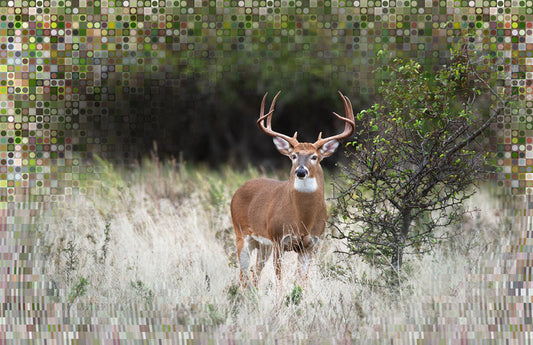 The Stag, 2023, photography, 20 x 25 in. / 50.8 x 63.5 cm.