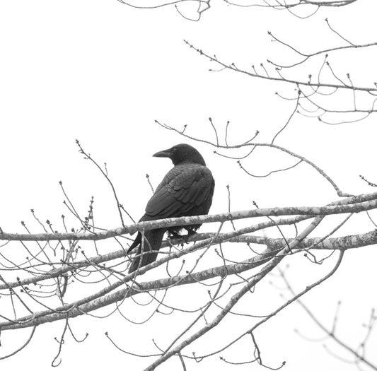 Corvid #2, 2024, photography, 14 x 11 in. / 35.56 x 27.94 cm.