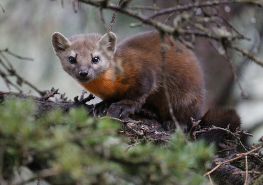 The Elusive Pine Marten, 2018, photography, 13 x 19 in. / 33.02 x 48.26 cm.