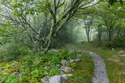 The Path Forward, 2019, photograph on metal, 16 x 24 in. / 40.64 x 60.96 cm.