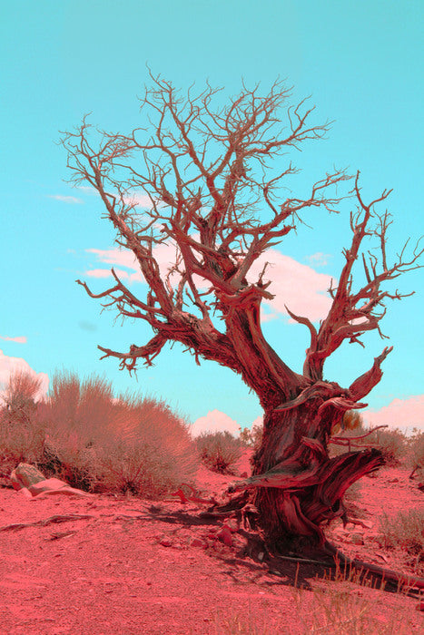 The Tree of Life, 2021, infrared photography, 14 x 11 in. / 35.56 x 27.94 cm.