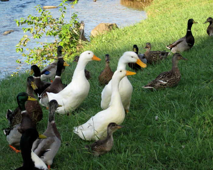 The Three Duck-Ma-Teers, 2016, photography, 11 x 14 in. / 27.94 x 35.56 cm.