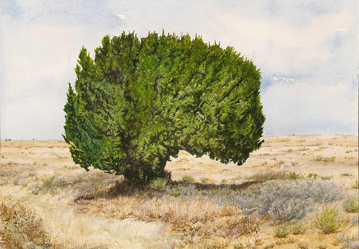 Tree in Yeso, 2023, watercolor on paper, 11.5 x 16.5 in. / 29.21 x 41.91 cm.