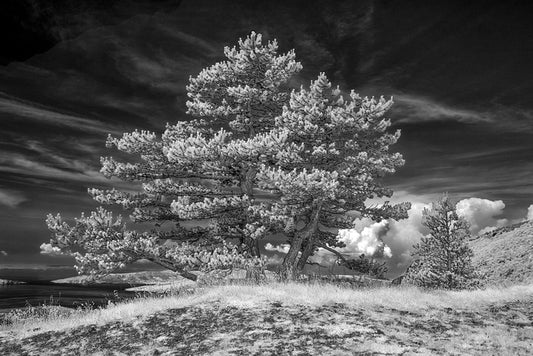 Tree on Top of Vratnik Pass, 2018, aluminum metal print, 9.5 x 14 in. / 24.13 x 35.56 cm.