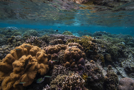 Underwater Flora, 2018, fine art print on museum quality papers, 45 x 36 in. / 114.3 x 91.44 cm.