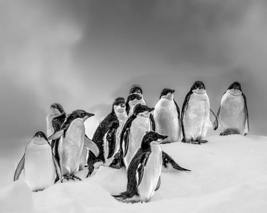 Waiting for the Bus, 2020, photography, 11 x 14 in. / 27.94 x 35.56 cm.