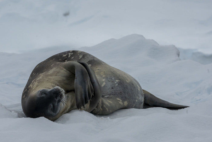 Weddell Seal, Antarctica, 2023, photography, 12 x 18 in. / 30.48 x 45.72 cm.