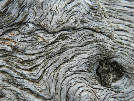 Whale's Eye, 2014, digital photography on canvas, 16 x 20 in. / 40.64 x 50.8 cm.