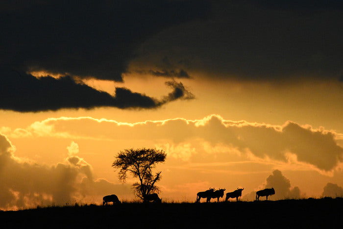 Wildebeest and Serengeti Stormy Sunrise, 2022, photography, 12 x 18 in. / 30.48 x 45.72 cm.