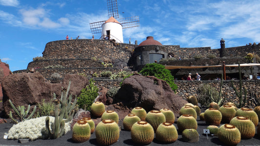 Windmills, Cactus, Tufa of Lanzarote, 2023, giclee print on wrapped canvas, 24 x 13.5 in. / 60.96 x 34.30 cm.