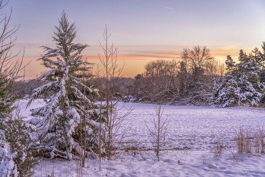 Winter Tree, 2022, photography, 13 x 19 in. / 33.02 x 48.26 cm.