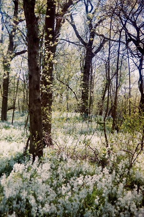 Woodland Hyacinths, 2023, film photography, 15 x 10 in. / 38.1 x 25.4 cm.