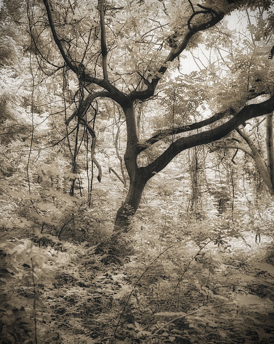 Woodlands 94, 2022, photography: archival pigment print, 20 x 16 in. / 50.8 x 40.64 cm.