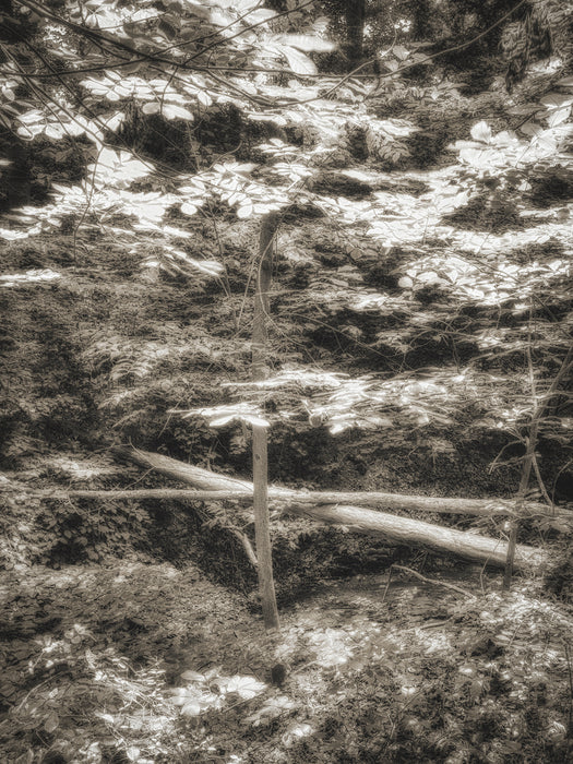 Woodlands 102, 2022, photography, 20 x 16 in. / 50.8 x 40.64 cm.