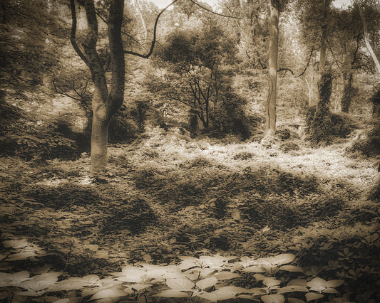 Woodlands 99, 2022, photography: archival pigment print, 16 x 20 in. / 40.64 x 50.8 cm.